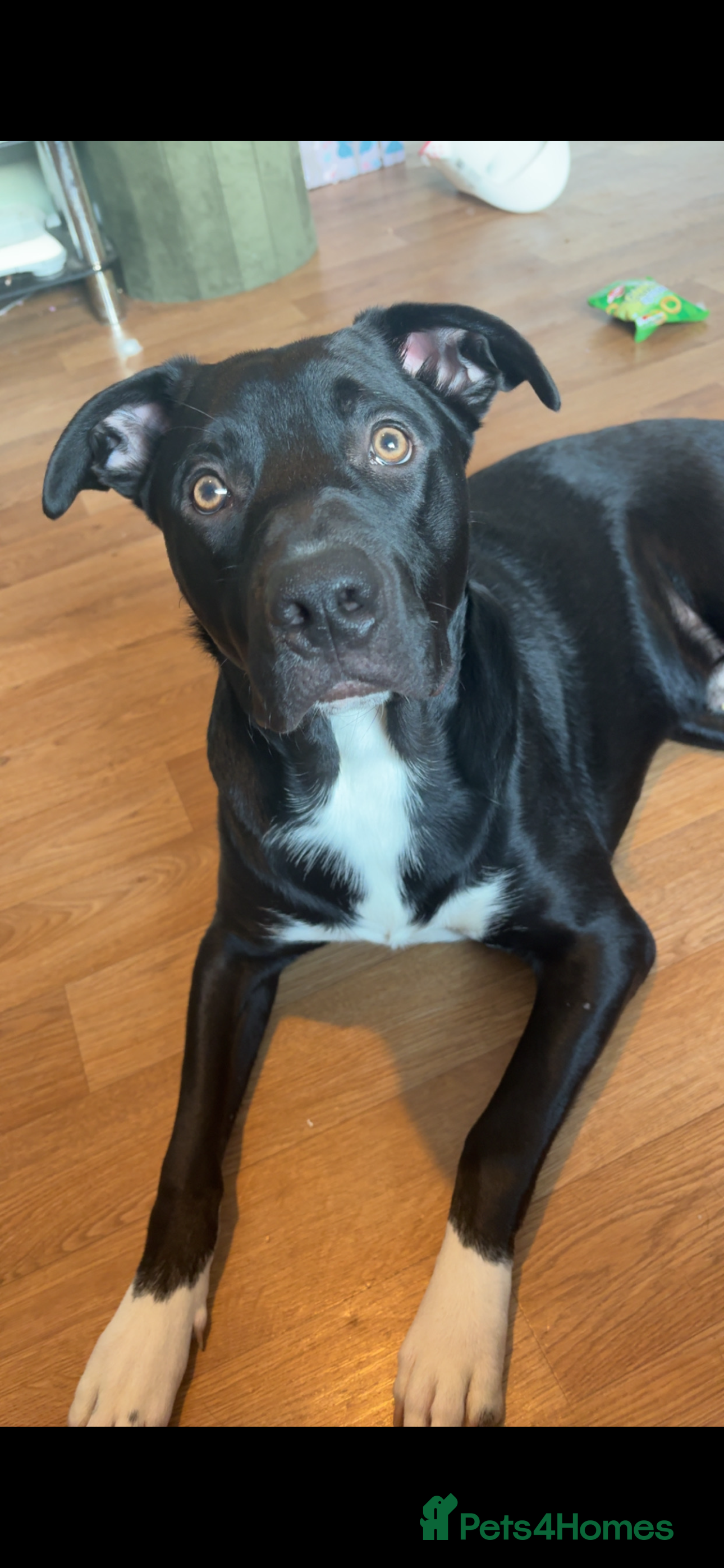 Mixed Breed dogs Diesel –Bully x Collie Neutered & Microchipped - Advert 1