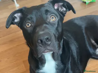 Mixed Breed dogs Diesel –Bully x Collie Neutered & Microchipped - Advert 1