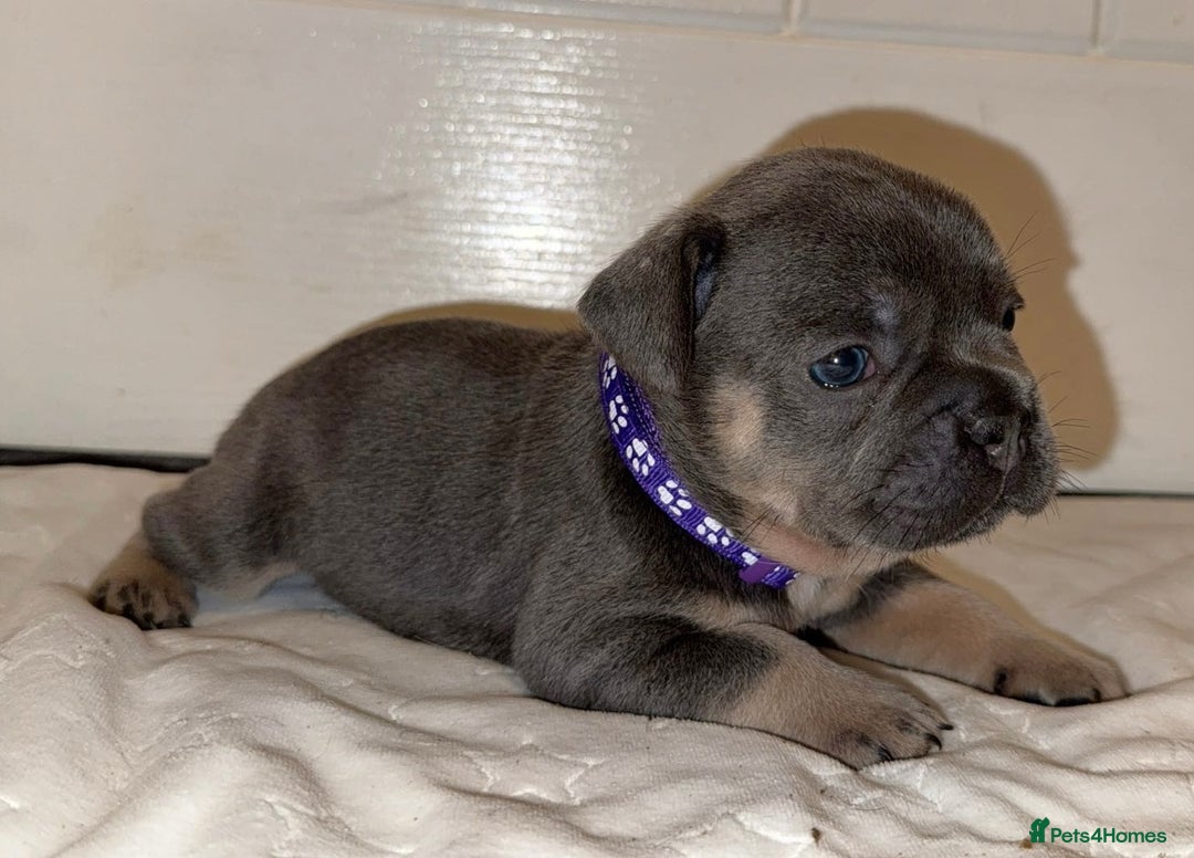 French Bulldog dogs for sale: French bulldog puppies - Advert 1