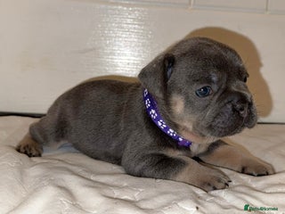 French Bulldog dogs French bulldog puppies - Advert 8