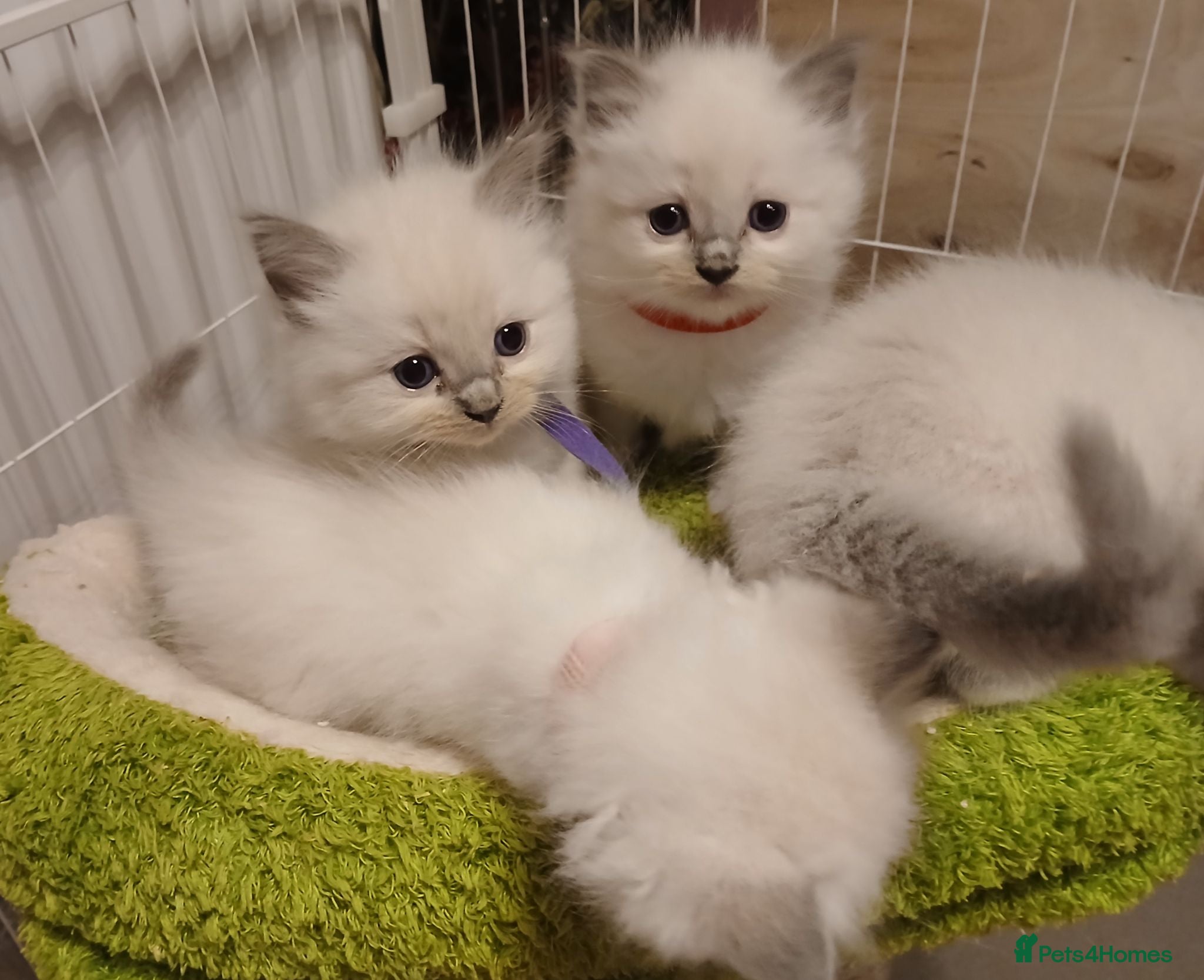 Ragdoll cats Ragdoll kittens - Advert 6