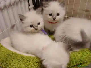 Ragdoll cats Ragdoll kittens - Advert 6