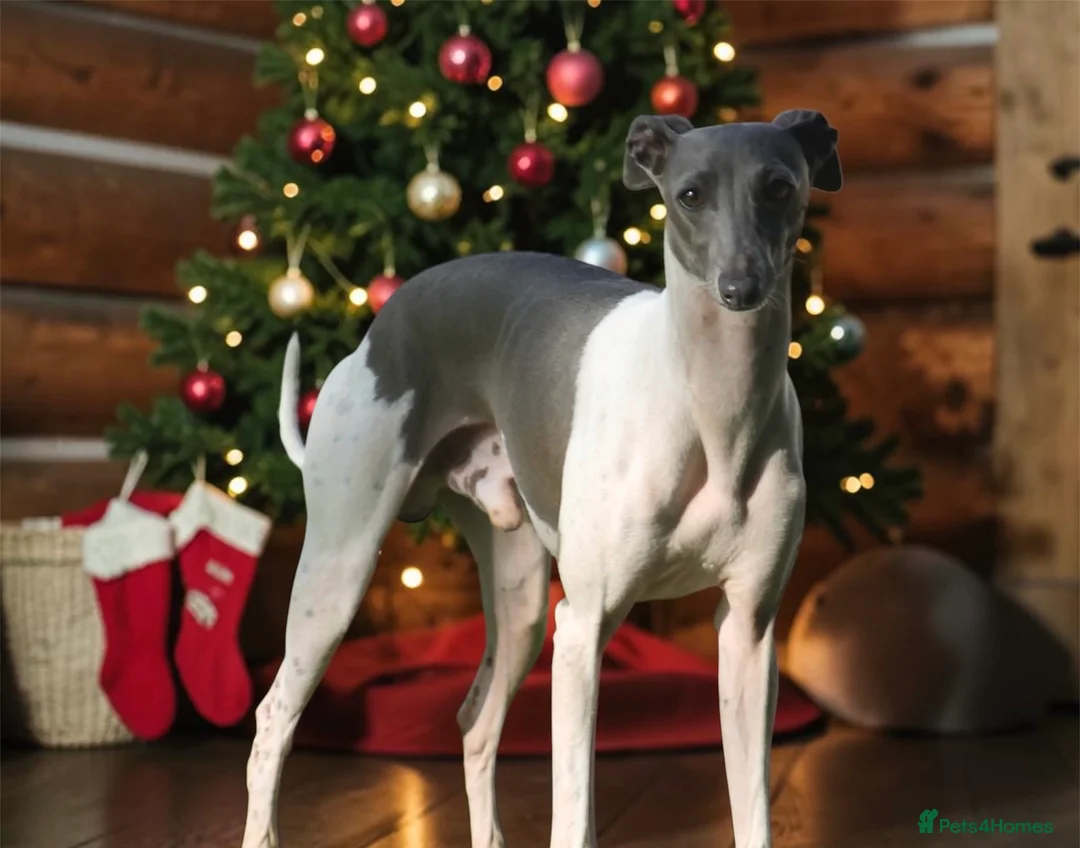 Italian Greyhound dogs for stud: 🤩 Italian greyhound stud dog available 🤩 in Stockton-on-Tees - Advert 3