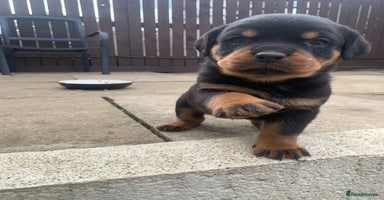 Rottweiler dogs - Advert 1