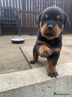 Rottweiler dogs - Advert 1