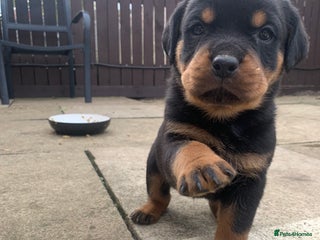 Rottweiler dogs - Advert 6