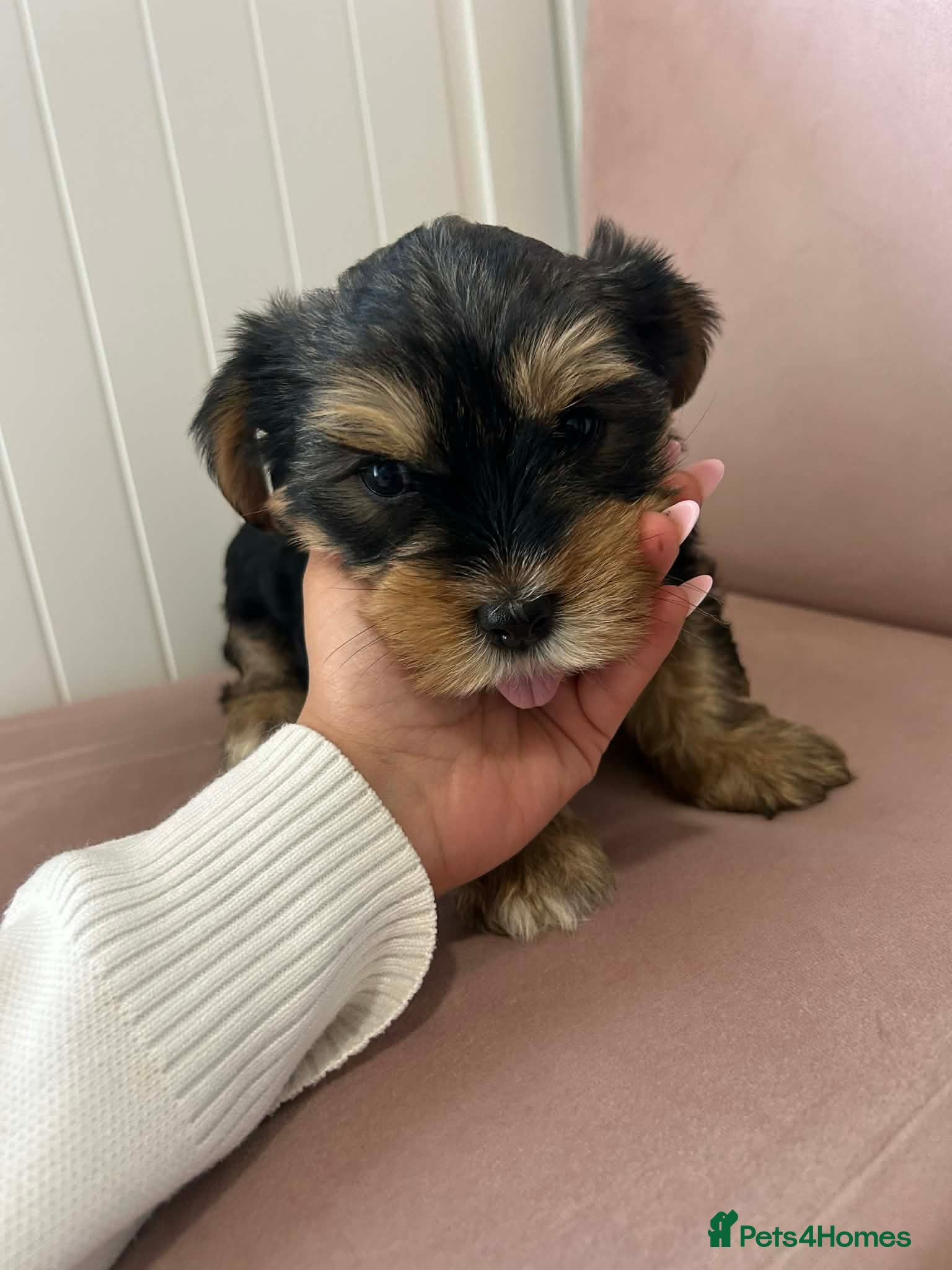 Yorkshire Terrier dogs Yorkshire Terrier Boys - Advert 12