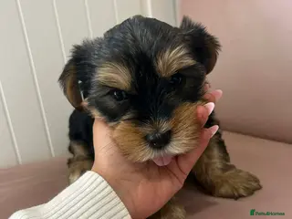 Yorkshire Terrier dogs Yorkshire Terrier Boys - Advert 12