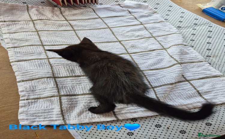 Domestic Shorthair cats - Advert 2