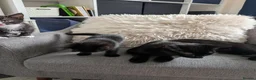 Domestic Shorthair cats for sale: Sweethearts ❤️ - Advert 7