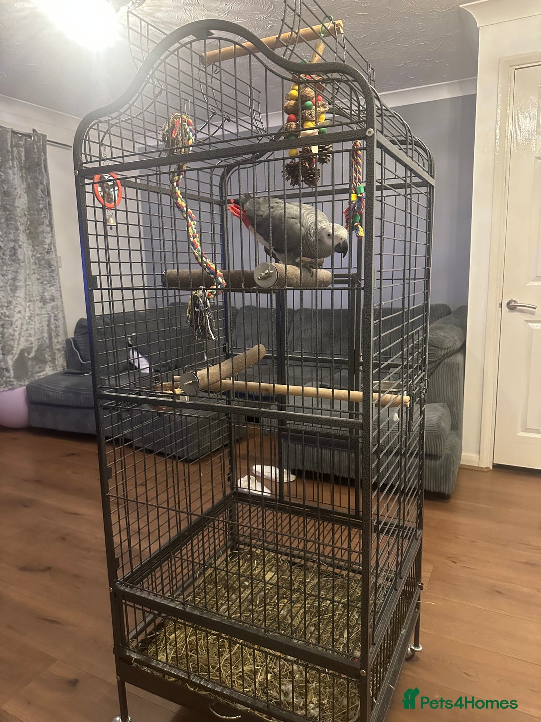 Parrots birds for sale: African grey parrot called Richie comes with cage  - Advert 6