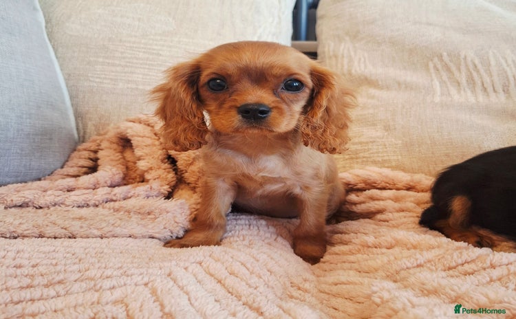 Cavalier King Charles Spaniel dogs - Advert 1