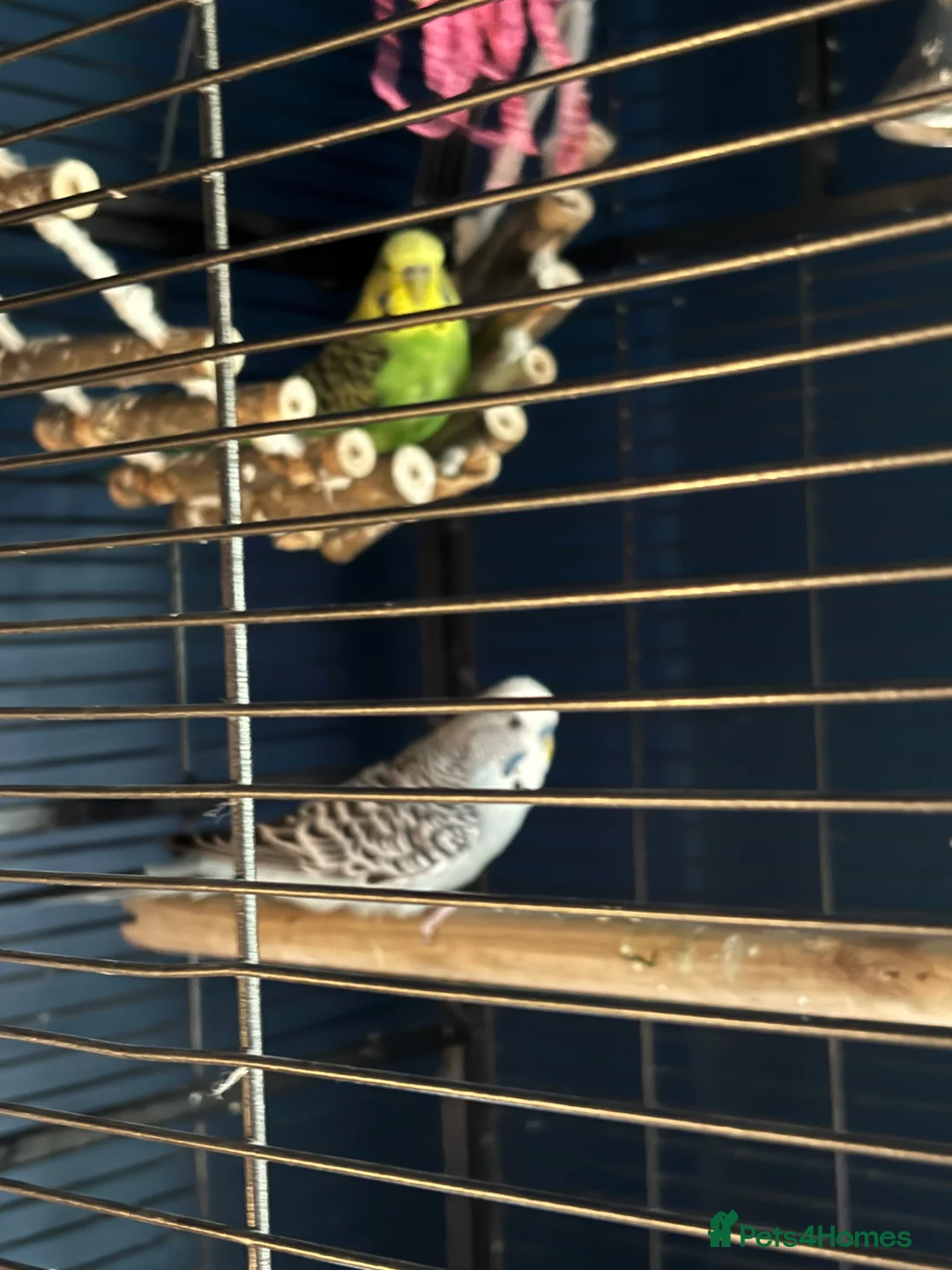 Budgerigars birds for sale: Pair of 2year old budgies  in Swadlincote - Advert 6