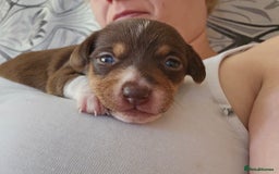 Mixed Breed dogs for sale: Last chocolate chiweenie girl - Image 7