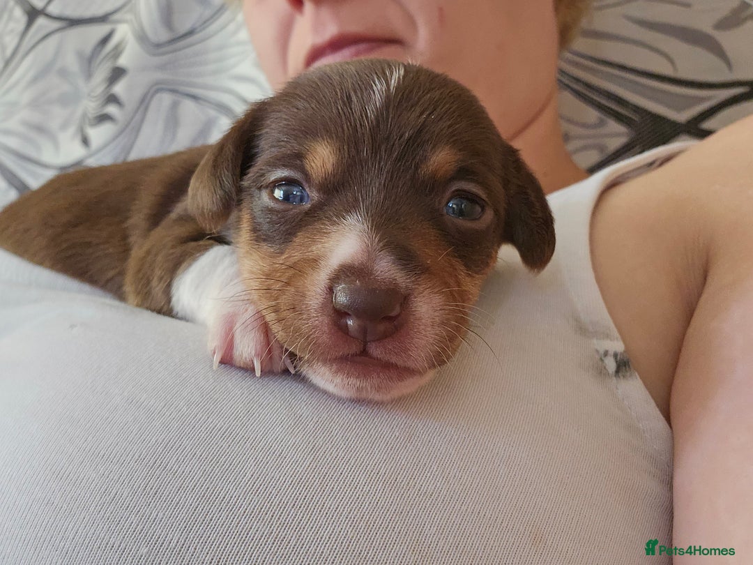 Mixed Breed dogs for sale: Last chocolate chiweenie girl - Image 7