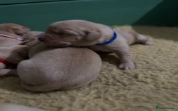 Labrador Retriever dogs for sale: KC Health Tested Fox Red Labrador pups  - Image 12