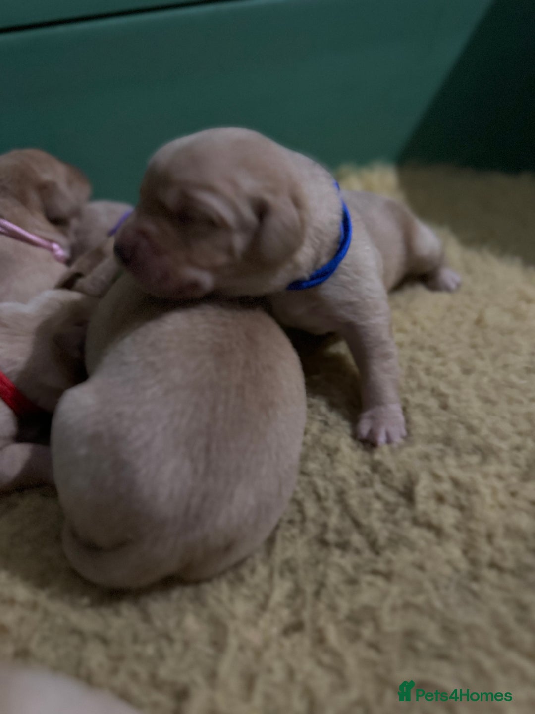 Labrador Retriever dogs for sale: KC Health Tested Fox Red Labrador pups  - Image 12