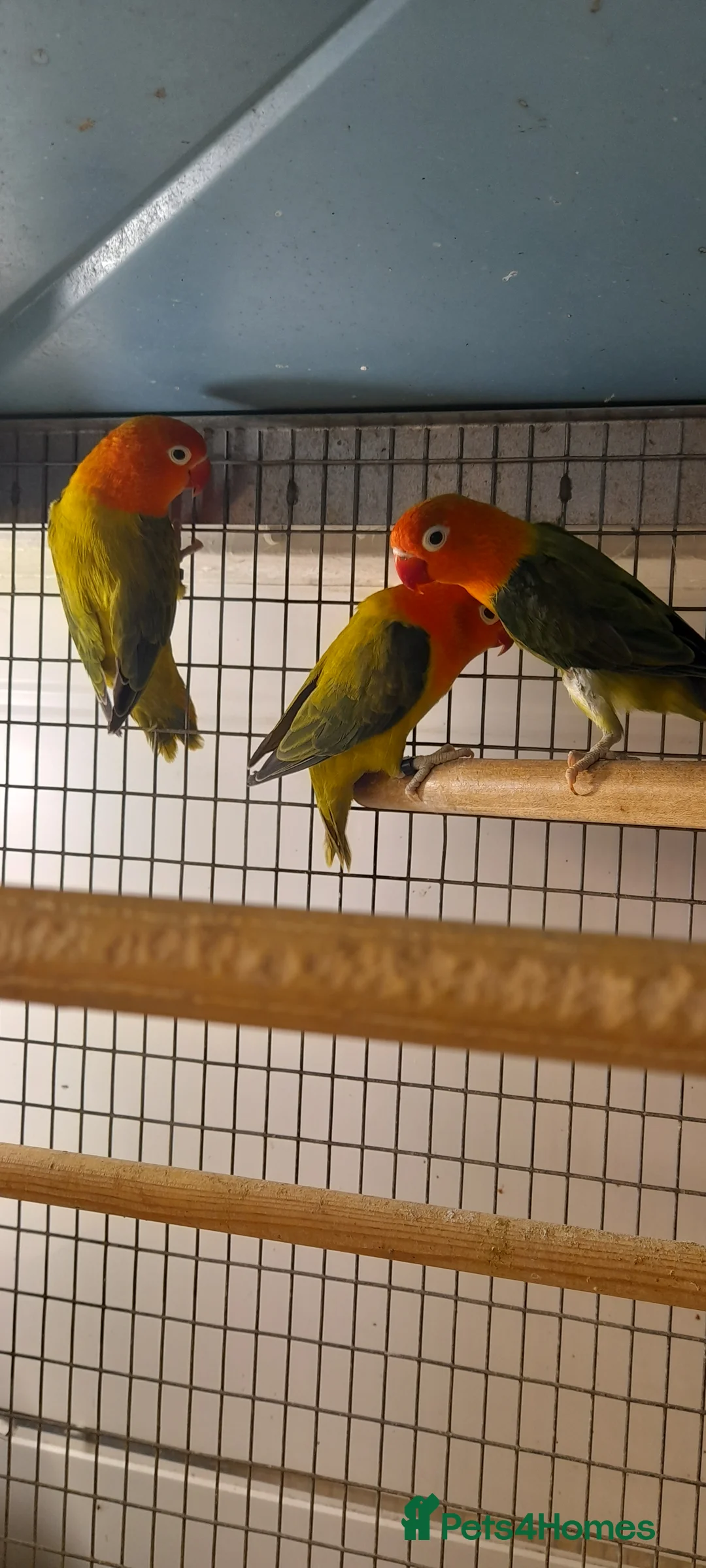 Lovebirds birds for sale:  Love birds  - Advert 2