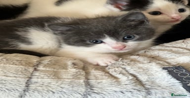 Domestic Shorthair cats 5 adorable mixed kittens, Russian Blue & Shorthair - Advert 9