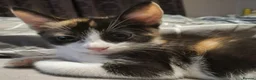 Domestic Shorthair cats for sale: 5 beautiful lovely kittens 🐾🐾 in Boston - Advert 20