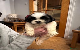 Shih Tzu dogs for sale: 6 Shih Tzu Puppies for Sale - Advert 5