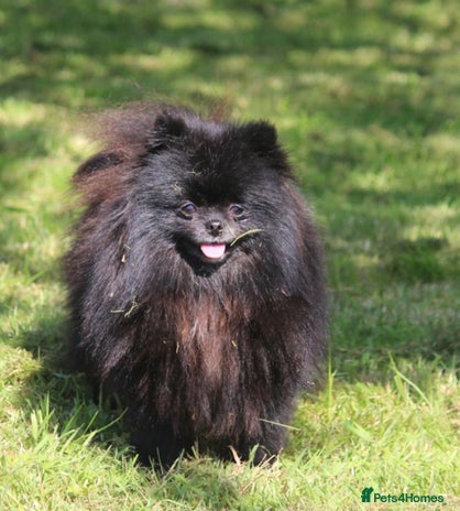 Chihuahua dogs Xx Chihuahua and pomeranian adults Xx - Advert 4