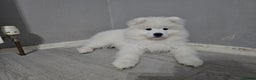 Samoyed dogs for sale: Beautiful, cheerful Samoyeds.  - Advert 4