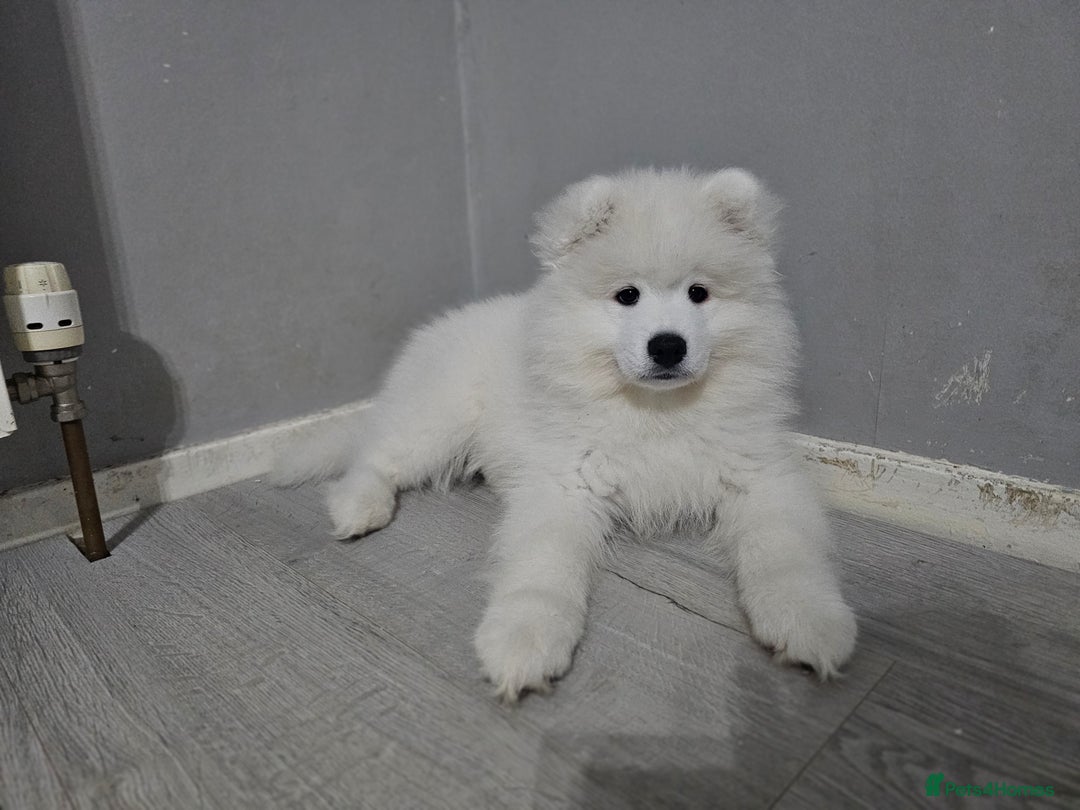 Samoyed dogs for sale: Beautiful, cheerful Samoyeds.  - Advert 4