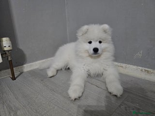 Samoyed dogs Beautiful, cheerful Samoyeds. - Advert 1