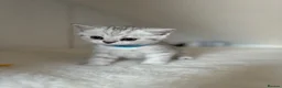 British Shorthair cats for sale: Stunning Snow Spot BSH Kittens  - Advert 16