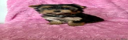 Yorkshire Terrier dogs for sale: Beautiful Yorkshire terrier pups🩵🩷 - Advert 23