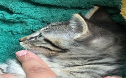Mixed Breed cats for sale: adorable kitten ready to go home - Image 8