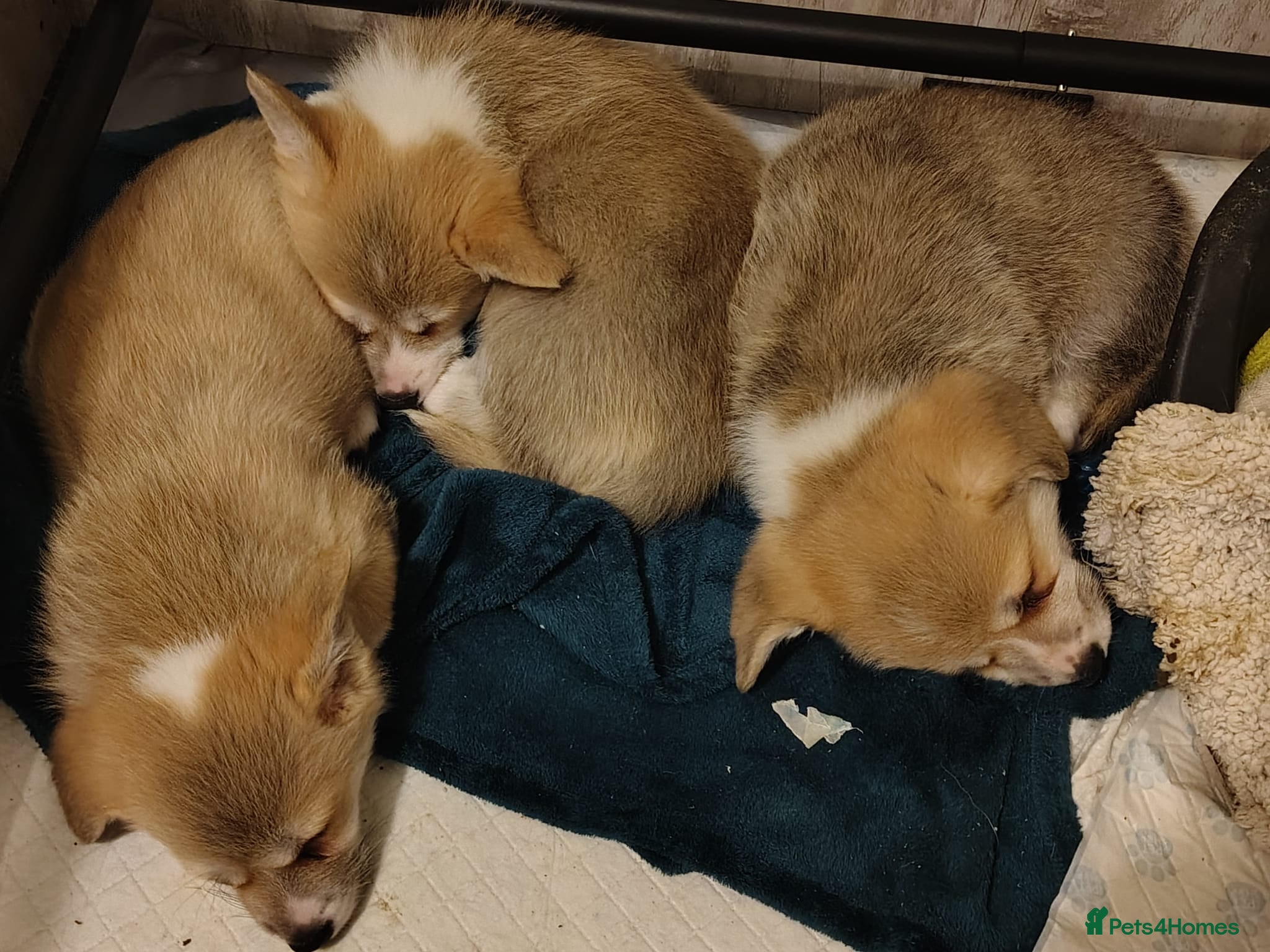 Welsh Corgi Pembroke dogs 3 Gorgeous KC Registered Pembroke Corgi Puppies - Advert 10