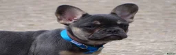 French Bulldog dogs for sale: Last French Bulldog Puppy in Ramsgate - Advert 5