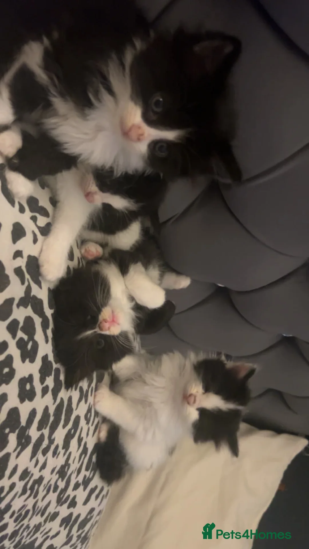 Mixed Breed cats for sale: Cute kittens - Advert 2