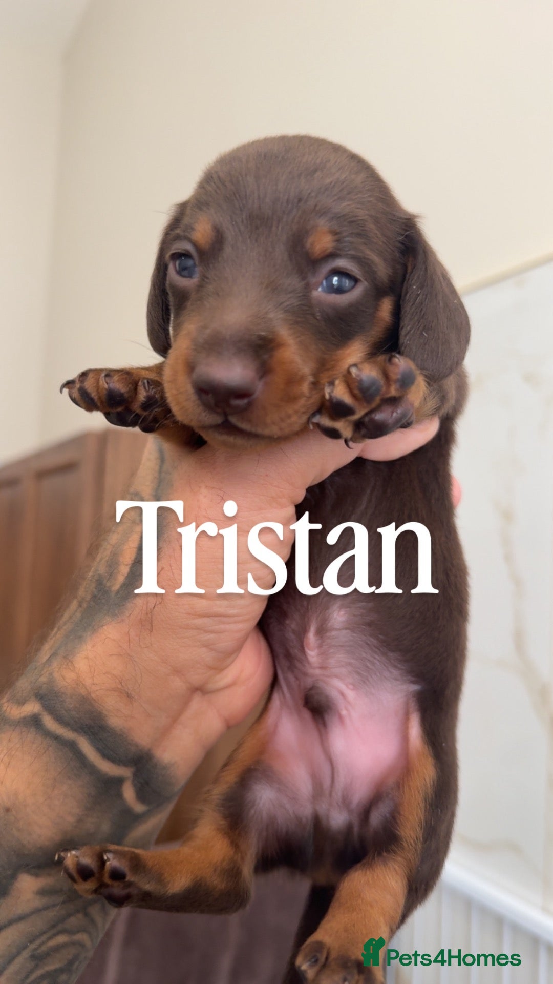 Miniature Dachshund dogs Long haired & Long haired carriers  - Advert 2