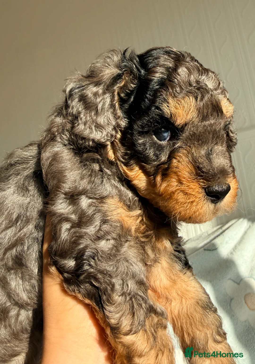 Cockapoo dogs for sale: ✨Exceptional DNA clear F1BB Cockapoo Puppies✨ - Advert 2