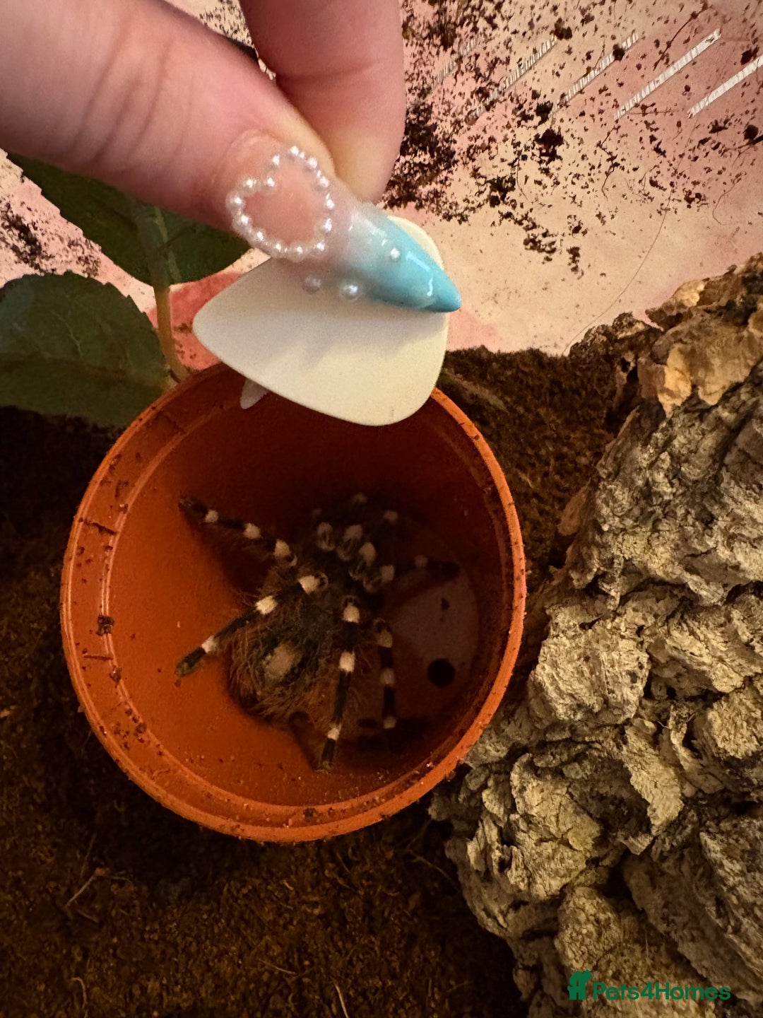 Tarantulas invertebrates for sale: Giant white knee and white striped birdeater  - Advert 6