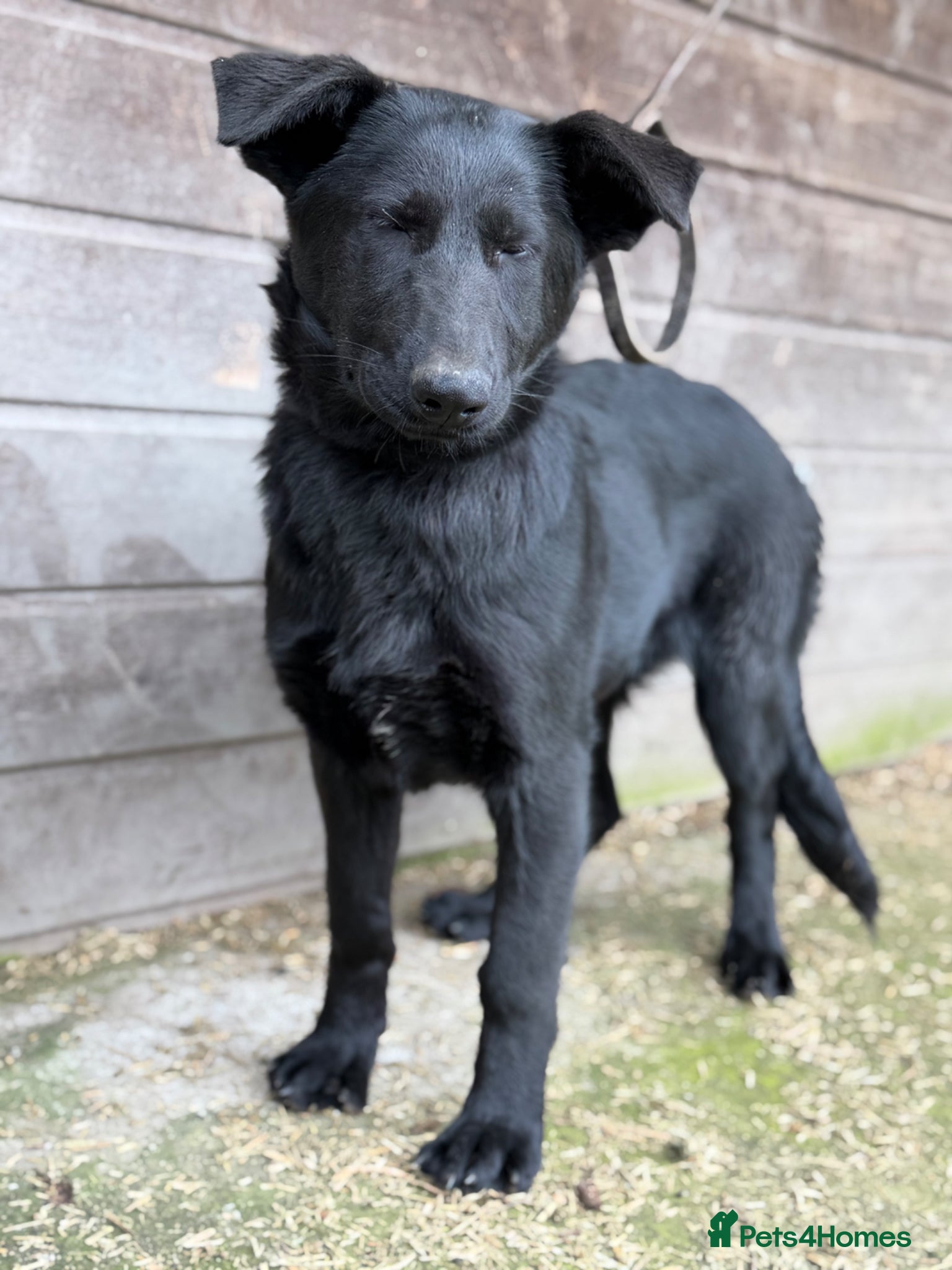 German Shepherd dogs Beautiful Black DDR LINE KC Reg German Shepherd - Advert 2