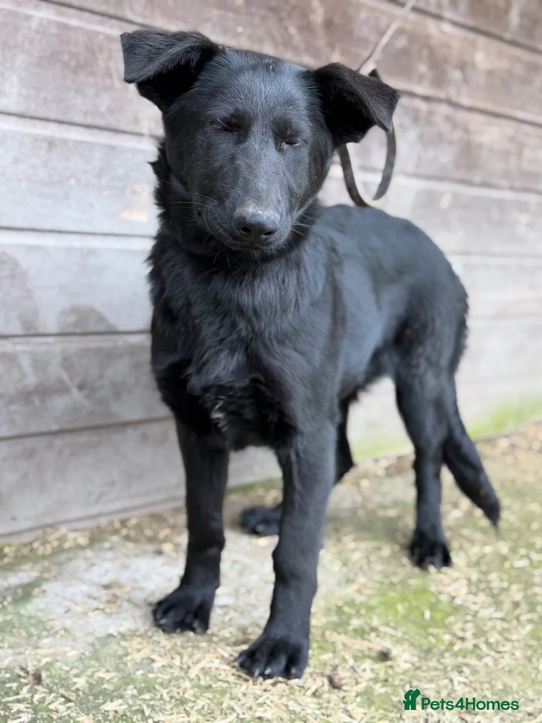 German Shepherd dogs for sale: Beautiful Black DDR LINE KC Reg German Shepherd in Ashton-under-Lyne - Advert 2
