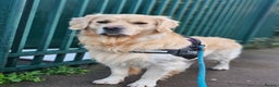 Golden Retriever dogs for stud: GORGEOUS Golden Retriever STUD in London - Advert 6