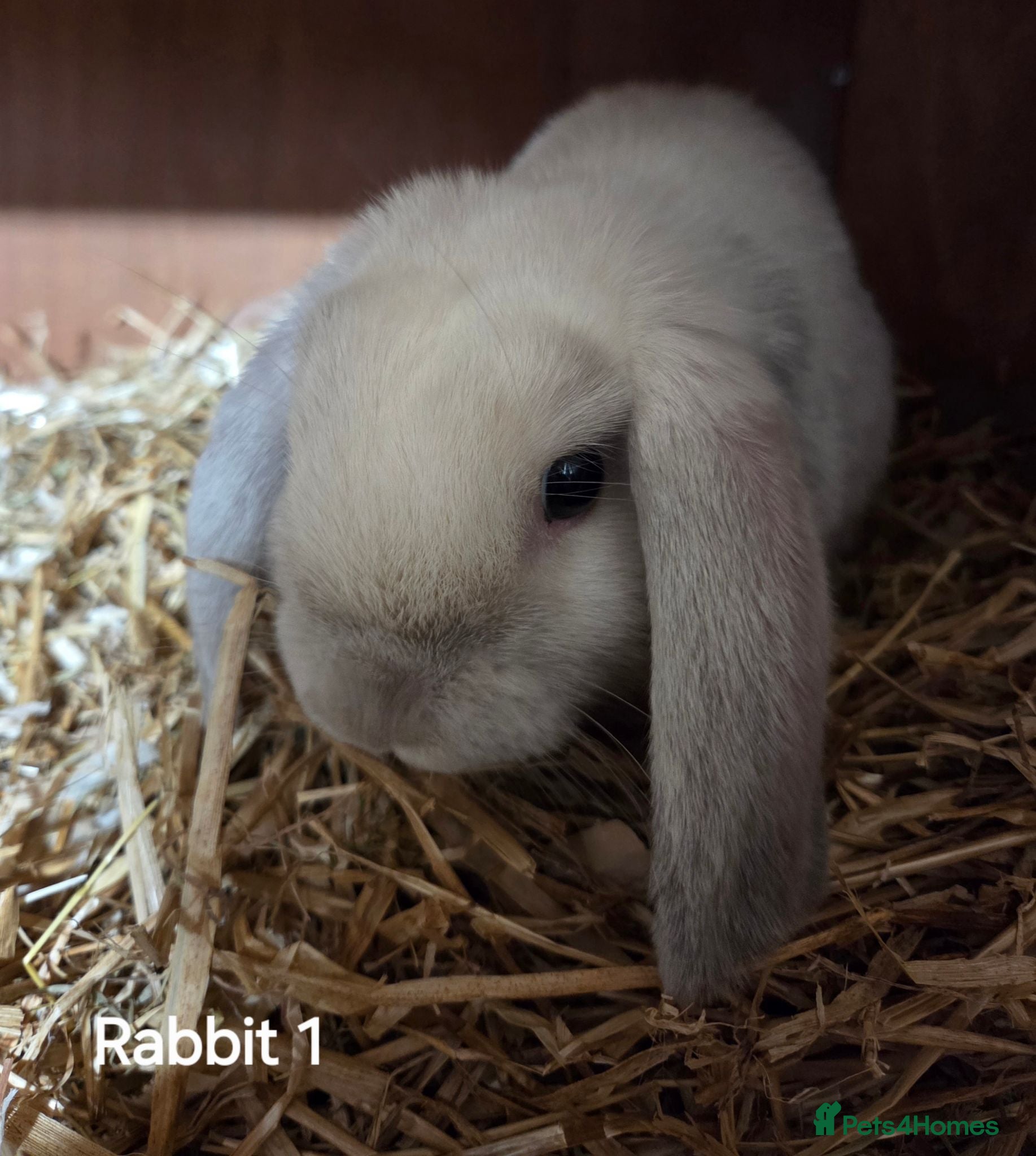 Mini Lop rabbits Mini lops forsale mixed sex - Advert 1