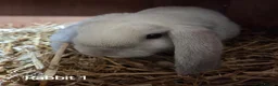 Mini Lop rabbits for sale: Mini lops forsale mixed sex - Advert 1