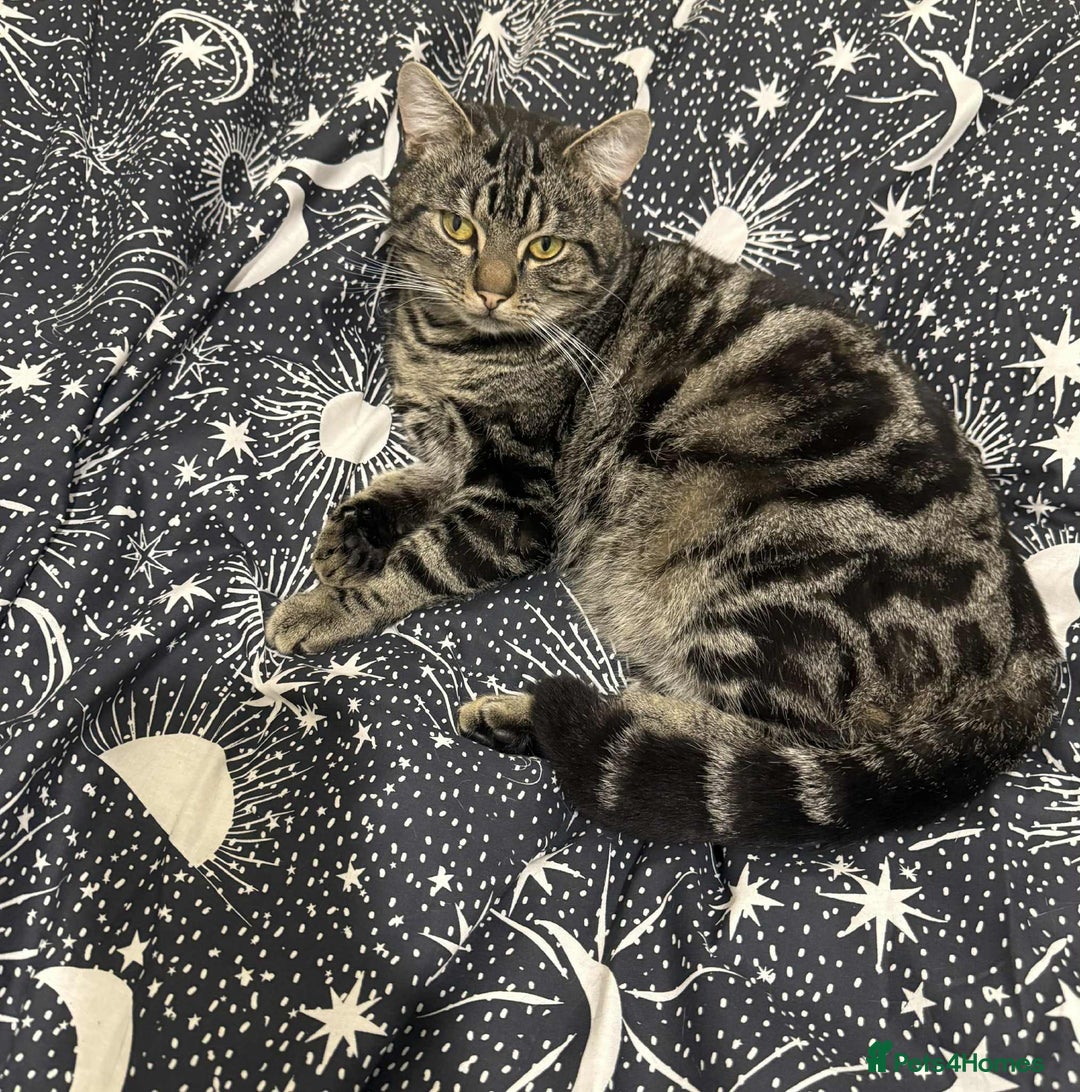 Mixed Breed cats for sale: Makes cats aged 4 and 2 - Advert 1