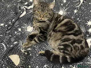 Mixed Breed cats Makes cats aged 4 and 2 - Advert 14