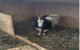 Goats livestock for sale: 3 Old English Billy Goats - very low maintenance - Image 6