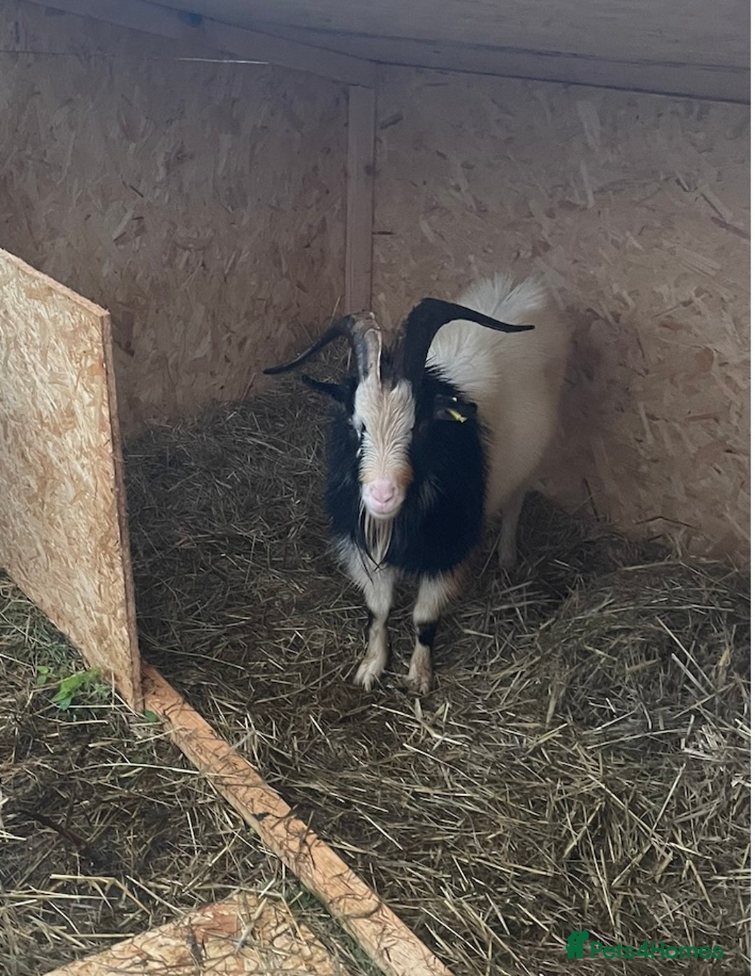 Goats livestock for sale: 3 Old English Billy Goats - very low maintenance - Image 6