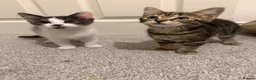 Mixed Breed cats for sale: Male and Female Kittens ready for Forever home  in Shipley - Advert 5