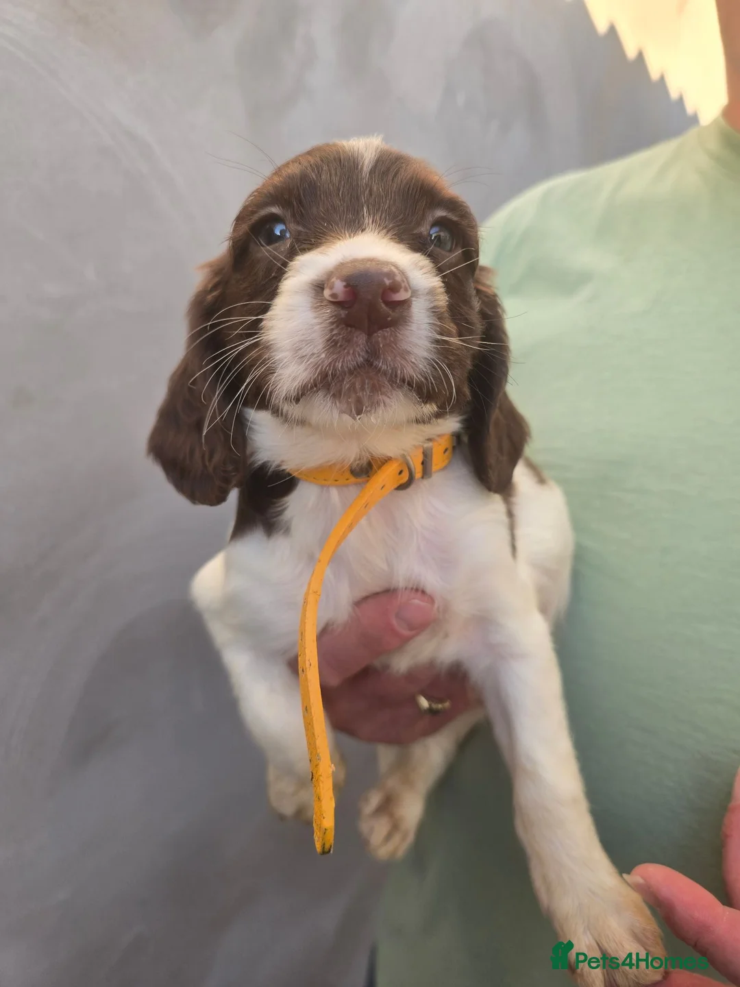 English Springer Spaniel dogs for sale: English Springer Spaniel Puppies for sale  - Advert 14