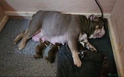 English Bulldog dogs for sale: English Bulldog puppie- Chocolate/tan & Brindle - Image 16